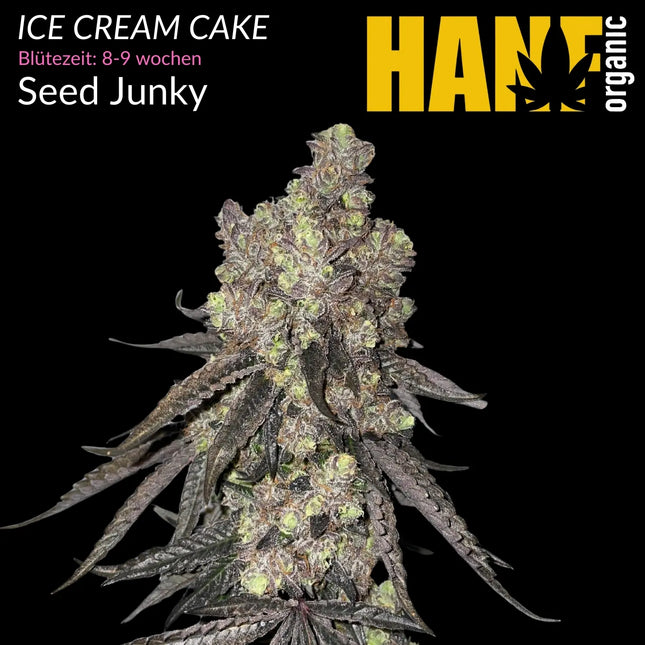 Ice Cream Cake - Vorgewachsene Hanfpflanzen