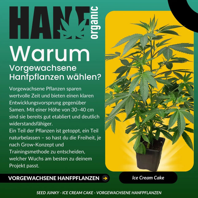 Ice Cream Cake - Vorgewachsene Hanfpflanzen