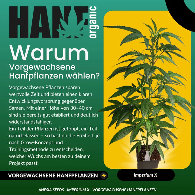 Imperium X - Vorgewachsene Hanfpflanzen