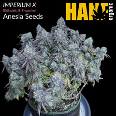 Imperium X Vorgewachsene Hanfpflanzen von Anesia Seeds