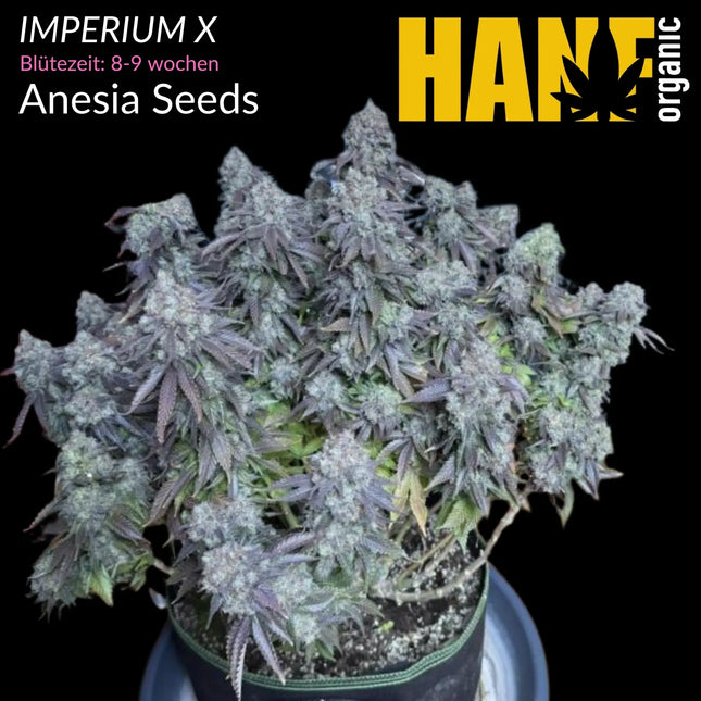 Imperium X - Vorgewachsene Hanfpflanzen
