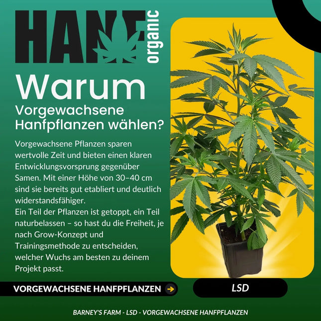 LSD - Vorgewachsene Hanfpflanze