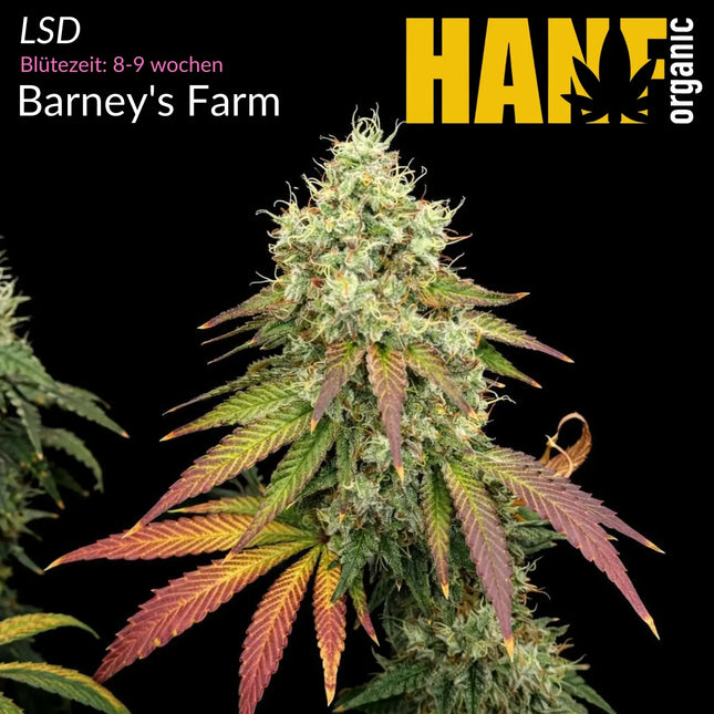 LSD - Vorgewachsene Hanfpflanze