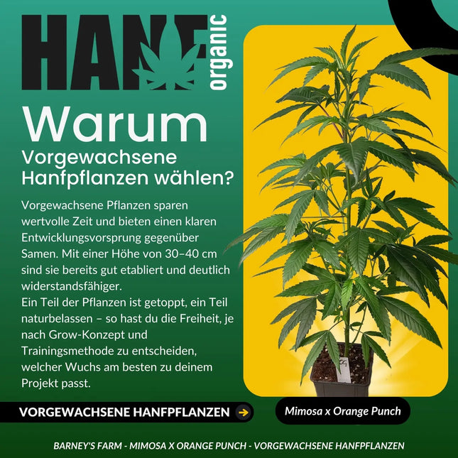 Mimosa x Orange Punch - Vorgewachsene Hanfpflanzen