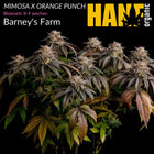 Mimosa x Orange Punch - Vorgewachsene Hanfpflanzen