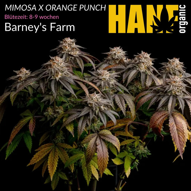 Mimosa x Orange Punch - Vorgewachsene Hanfpflanzen