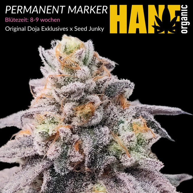 Permanent Marker - Vorgewachsene Hanfpflanzen