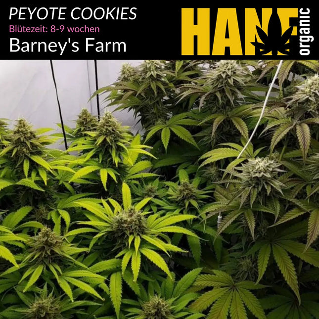 Peyote Cookies - Vorgewachsene Hanfpflanzen