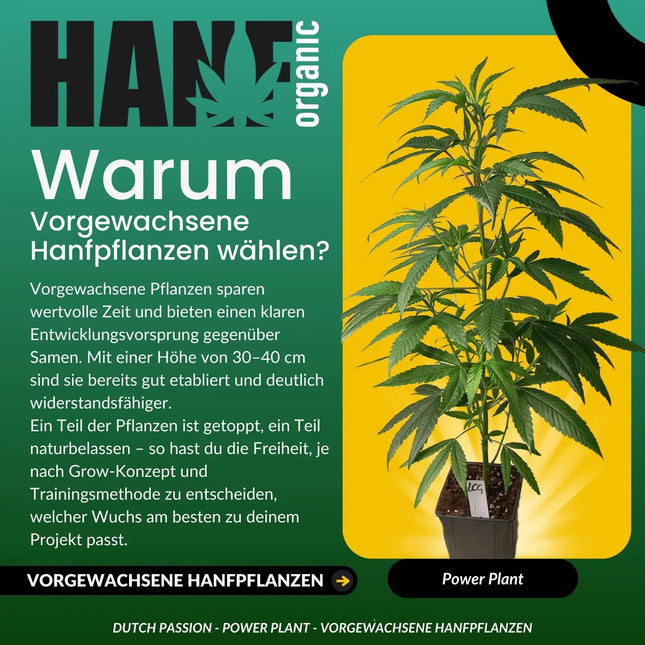 Power Plant - Vorgewachsene Hanfpflanzen