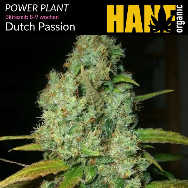 Power Plant - Vorgewachsene Hanfpflanzen