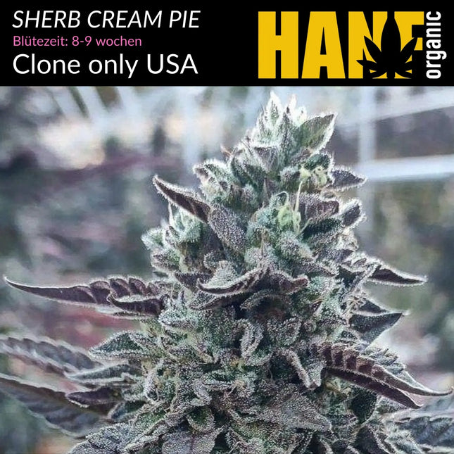 Sherb Cream Pie - Vorgewachsene Hanfpflanzen