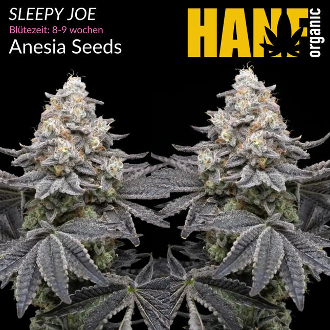Sleepy Joe - Vorgewachsene Hanfpflanzen