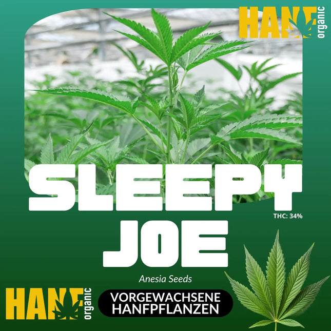 Sleepy Joe - Vorgewachsene Hanfpflanzen
