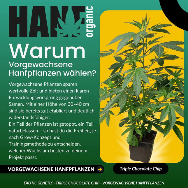 Triple Chocolate Chip - Vorgewachsene Hanfpflanzen