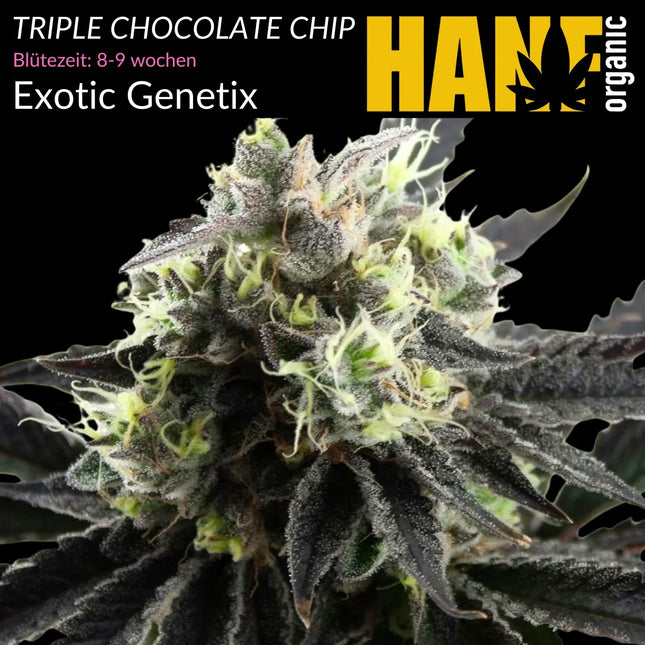 Triple Chocolate Chip - Vorgewachsene Hanfpflanzen
