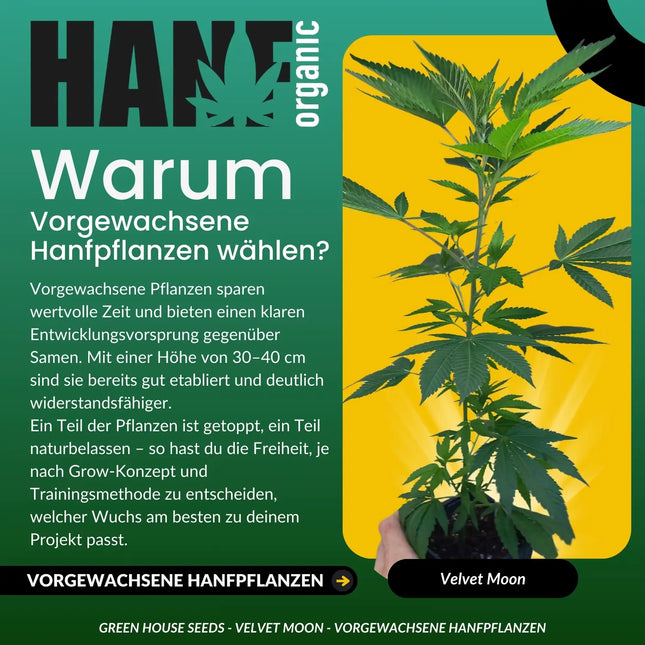 Velvet Moon - Vorgewachsene Hanfpflanzen