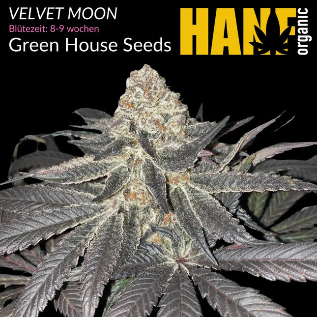 Velvet Moon - Vorgewachsene Hanfpflanzen