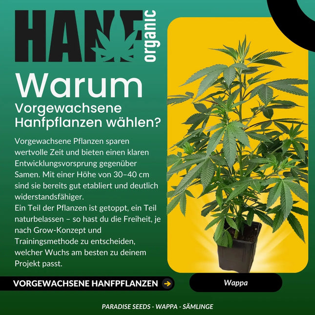 Wappa - Vorgewachsene Hanfpflanzen