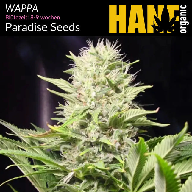 Wappa - Vorgewachsene Hanfpflanzen
