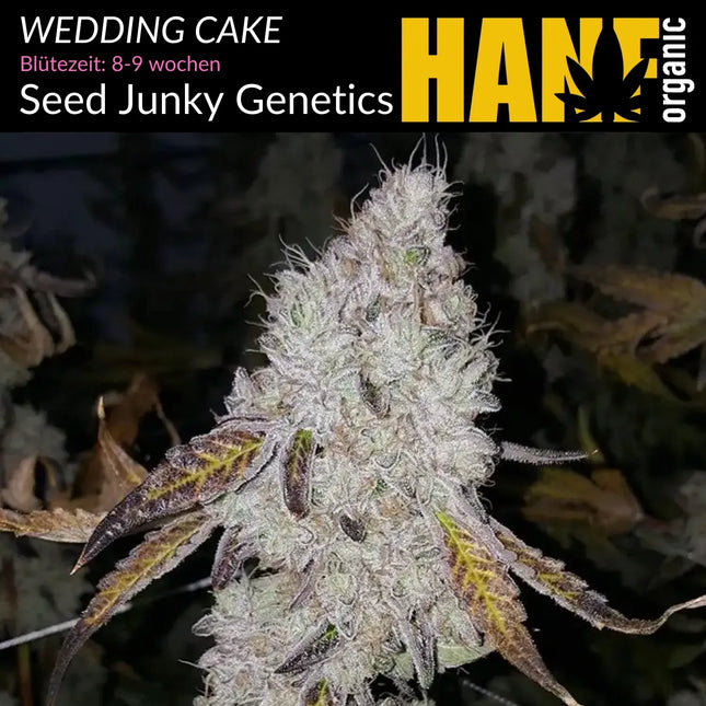 Wedding Cake - Vorgewachsene Hanfpflanzen