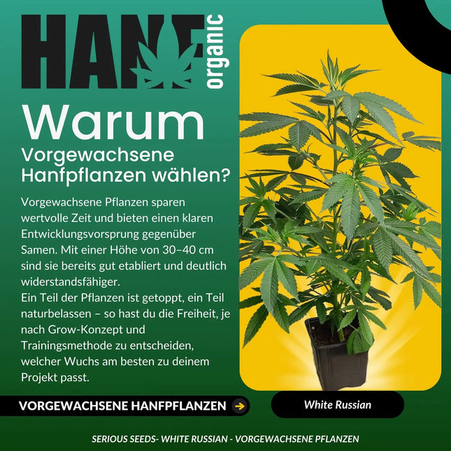 White Russian - Vorgewachsene Hanfpflanzen