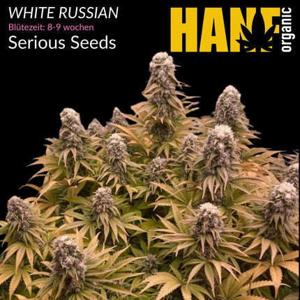 White Russian - Vorgewachsene Hanfpflanzen