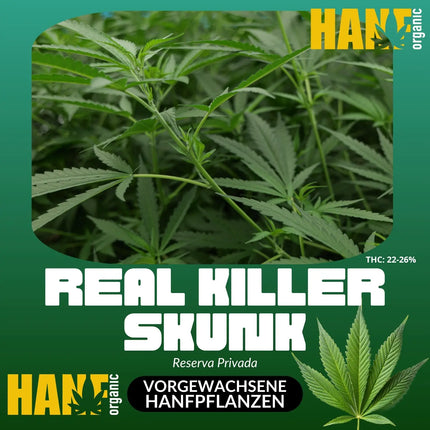 Real Killer Skunk (R.K.S.) – Vorgewachsene Hanfpflanze