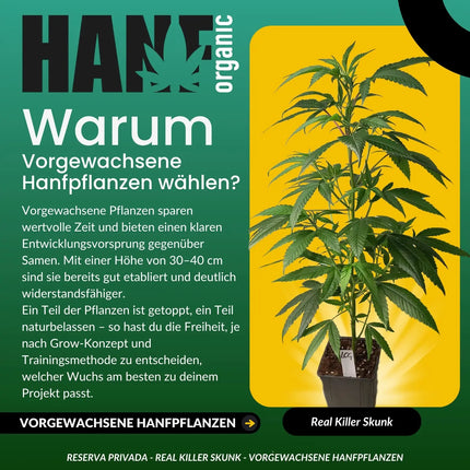 Real Killer Skunk (R.K.S.) – Vorgewachsene Hanfpflanze