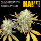 Real Killer Skunk (R.K.S.) – Vorgewachsene Hanfpflanze