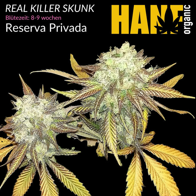 Real Killer Skunk (R.K.S.) – Vorgewachsene Hanfpflanze
