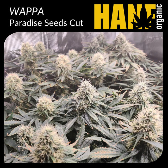 Wappa Hanfstecklinge