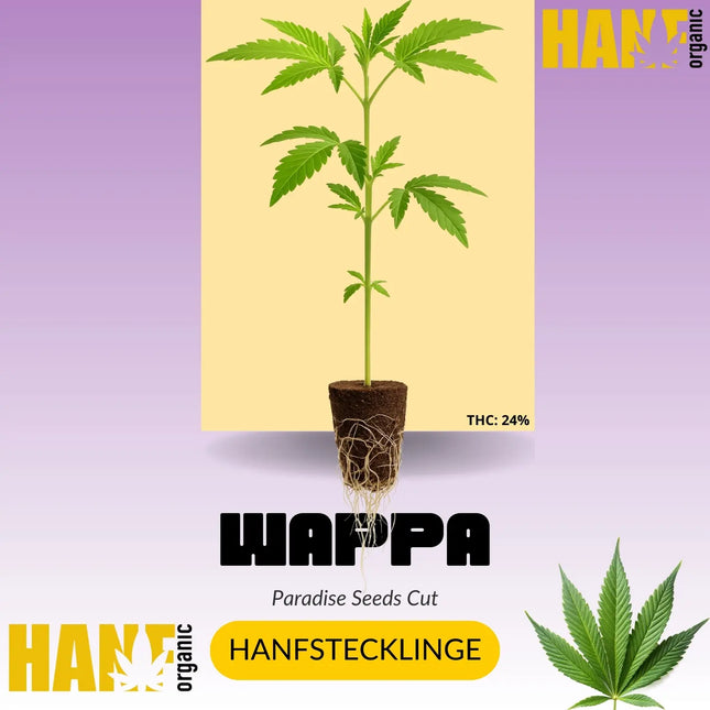 Wappa Hanfstecklinge
