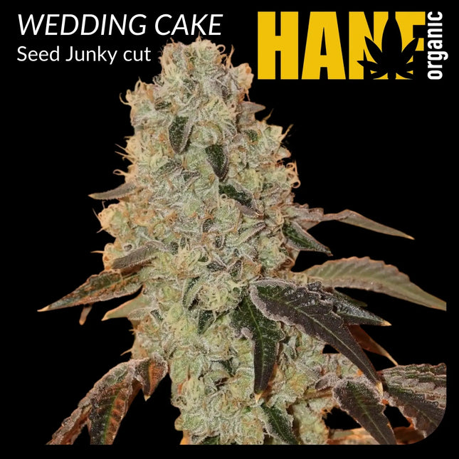 Wedding Cake Hanfstecklinge