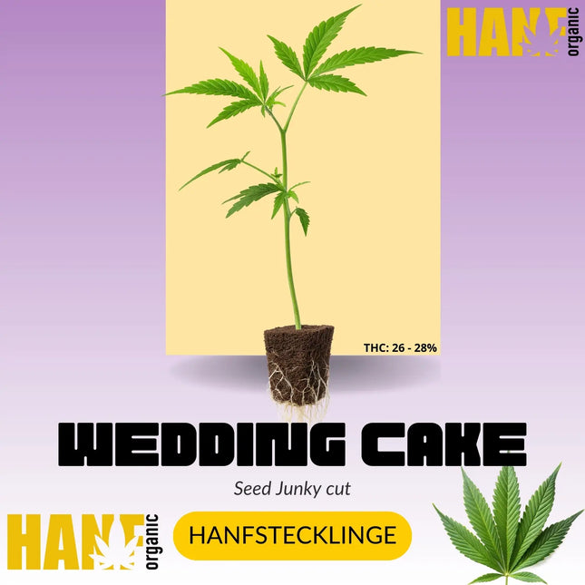 Wedding Cake Hanfstecklinge