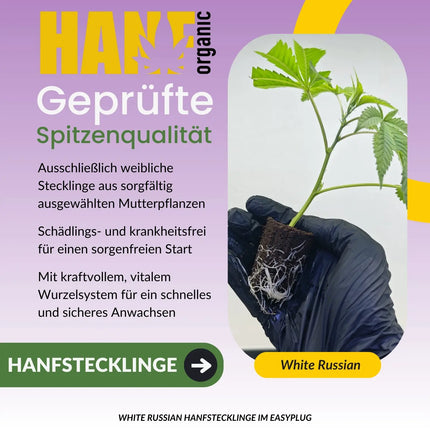 White Russian Hanfstecklinge