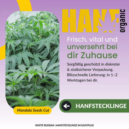 White Russian Hanfstecklinge