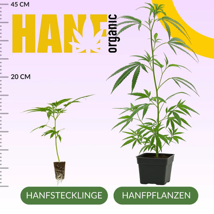 White Russian Hanfstecklinge