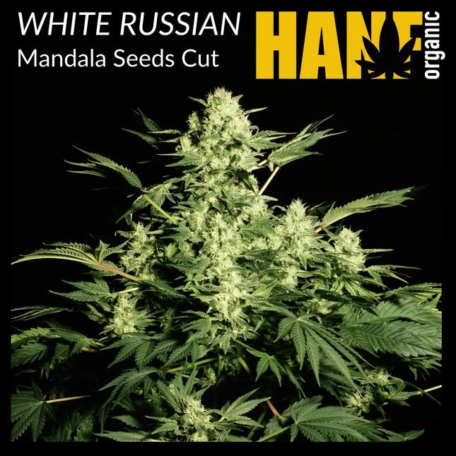 White Russian Hanfstecklinge