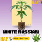 White Russian Hanfstecklinge