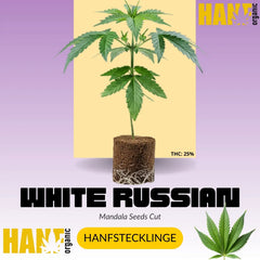 White Russian Hanfstecklinge von Serious Seeds