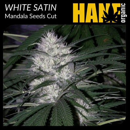 White Satin Hanfstecklinge