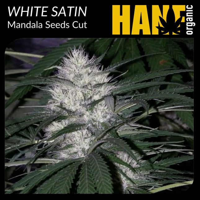 White Satin Hanfstecklinge
