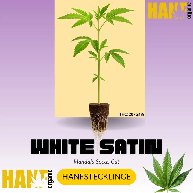 White Satin Hanfstecklinge