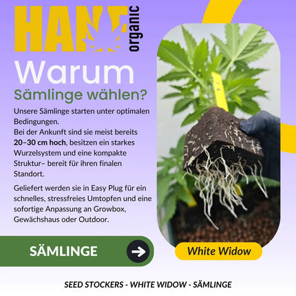 Seed Stockers, SÄMLINGE