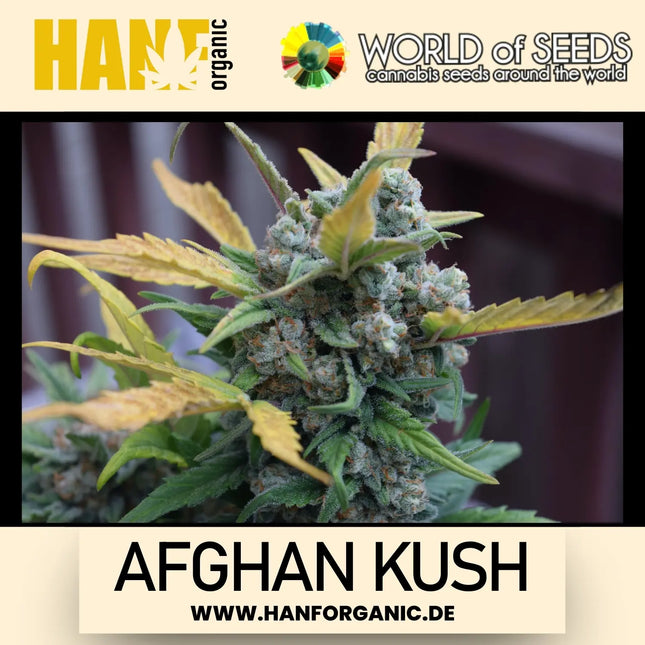 World Of Seeds - Afghan Kush (Pure Origin Collection) Fem