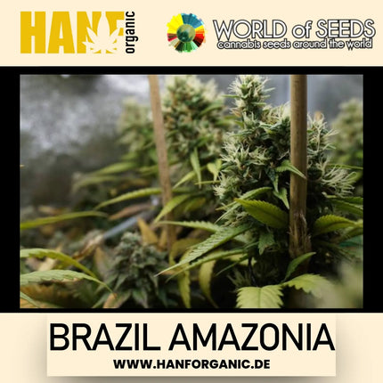 World Of Seeds - Brazil Amazonia (Pure Origin Collection) Fem