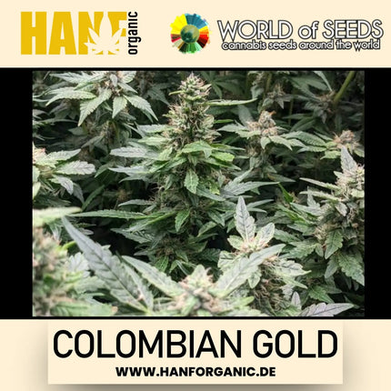 World Of Seeds - Colombian Gold (Pure Origin Collection) Fem
