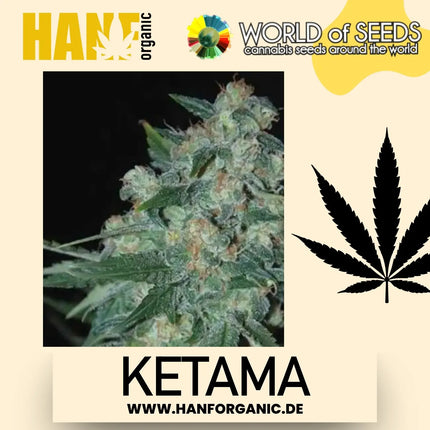 World Of Seeds - Ketama (Pure Origin Collection) Fem