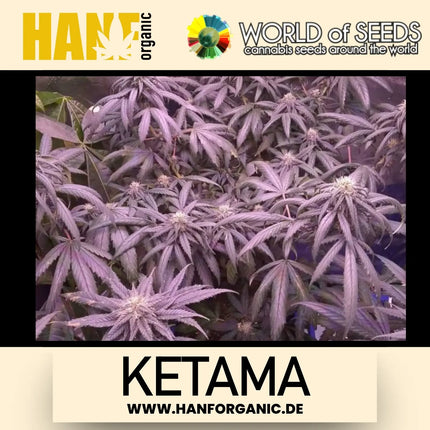 World Of Seeds - Ketama (Pure Origin Collection) Fem