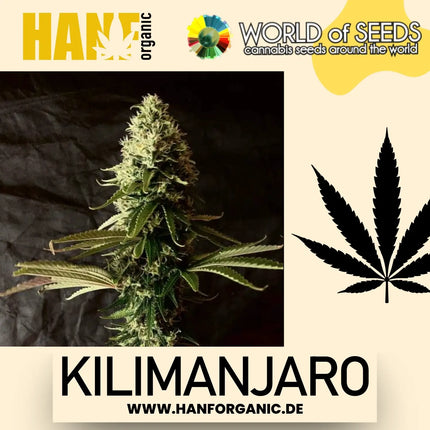World Of Seeds - Kilimanjaro (Pure Origin Collection) Fem